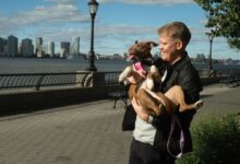 Artificial intelligence helps reunite lost dogs with their owners