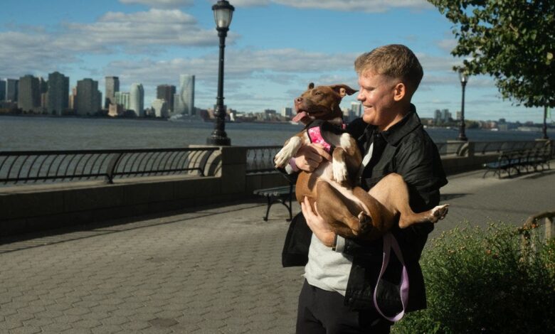 Artificial intelligence helps reunite lost dogs with their owners Artificial intelligence helps reunite lost dogs with their owners